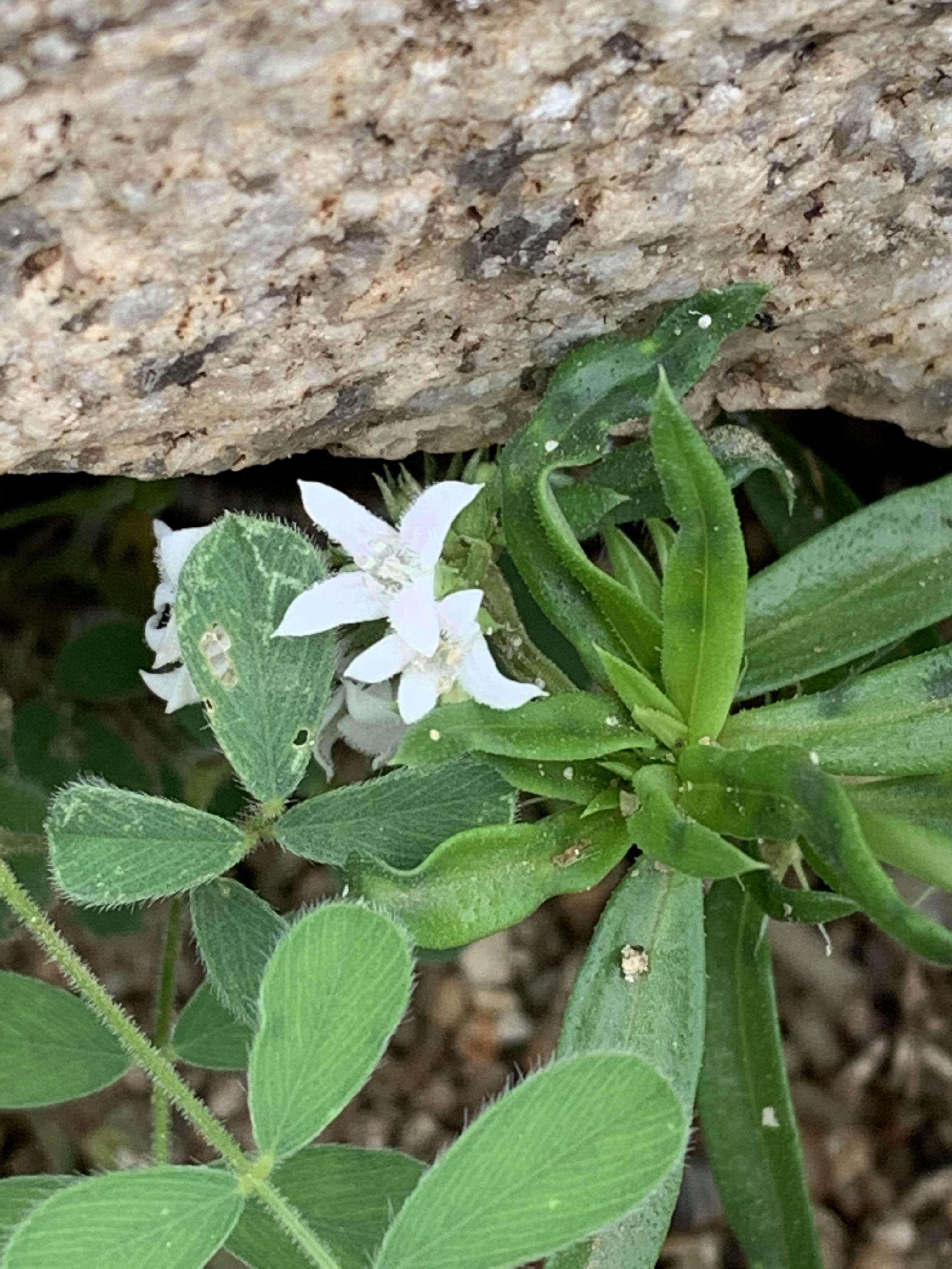 Oldenlandia Umbellata Eflora Of India